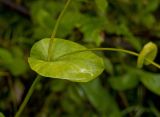 Bupleurum longifolium ssp. aureum