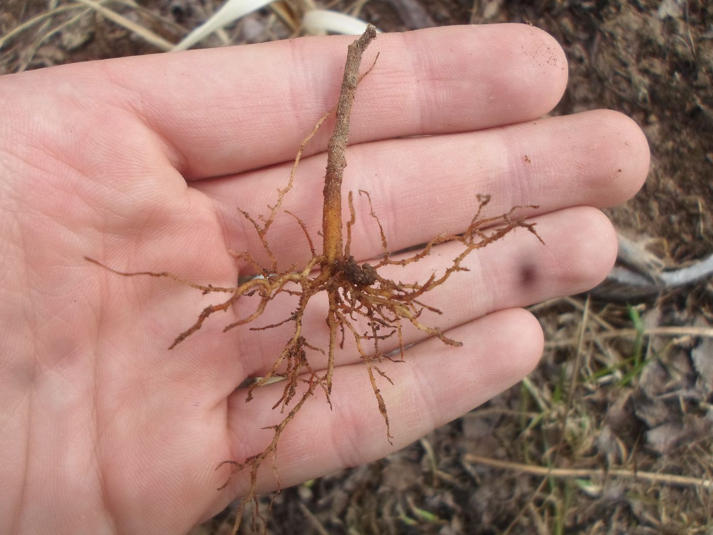 Image of Actinidia chinensis var. deliciosa specimen.