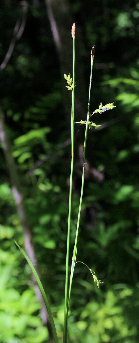 Изображение особи Carex falcata.