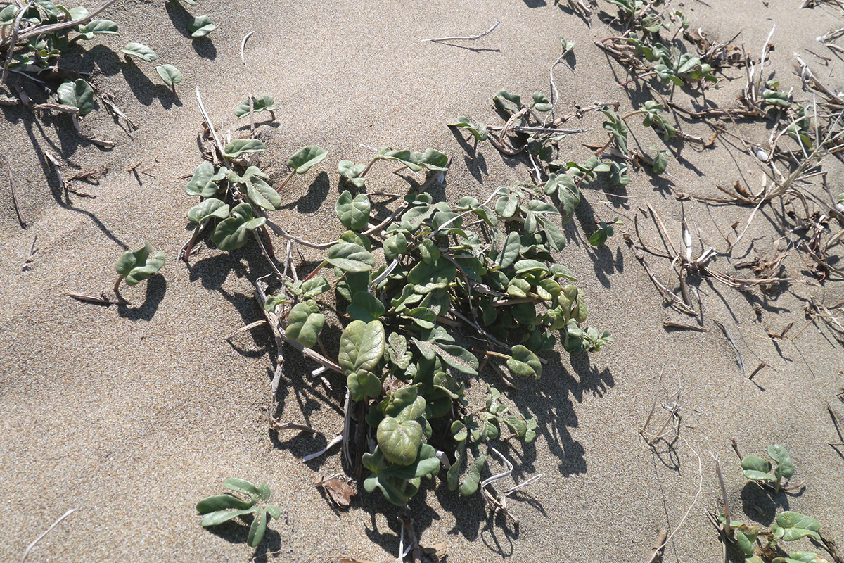 Image of Ipomoea imperati specimen.