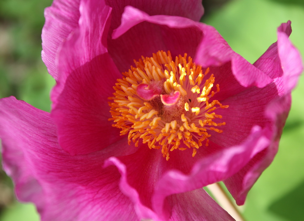 Изображение особи Paeonia daurica.