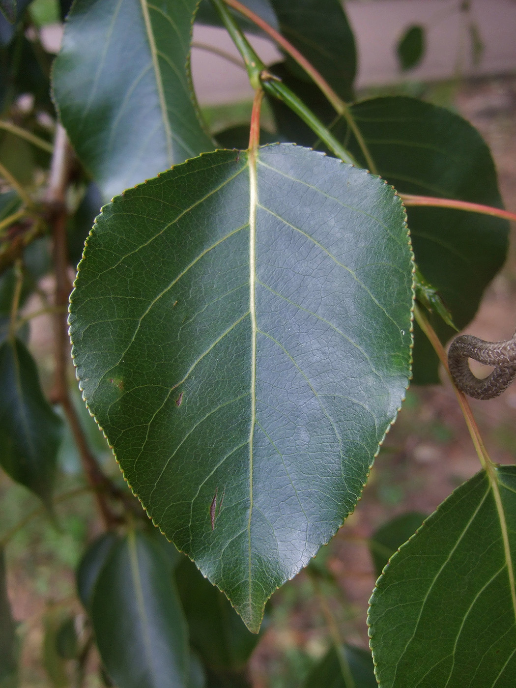 Изображение особи Populus &times; rasumowskiana.