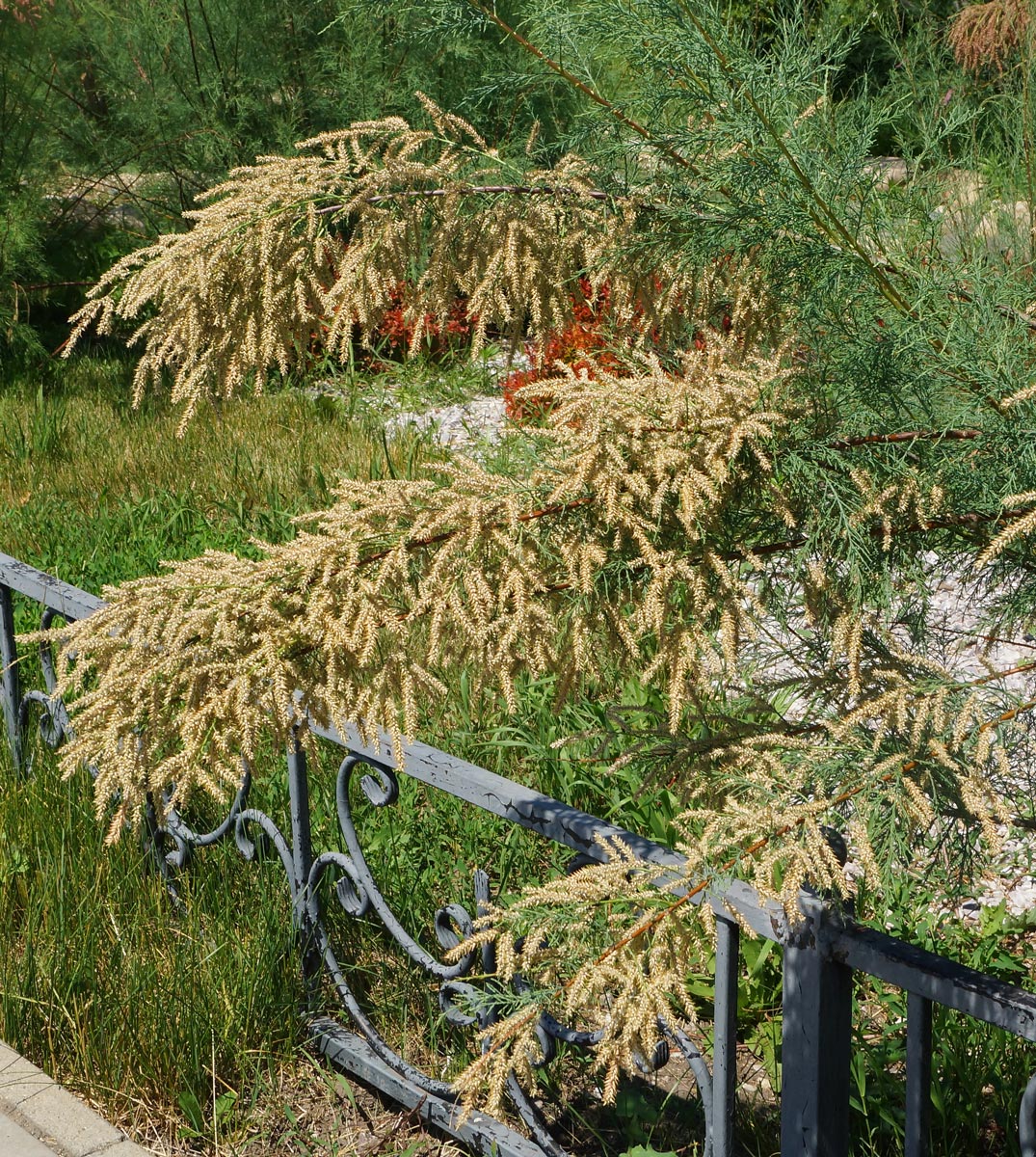 Image of Tamarix ramosissima specimen.