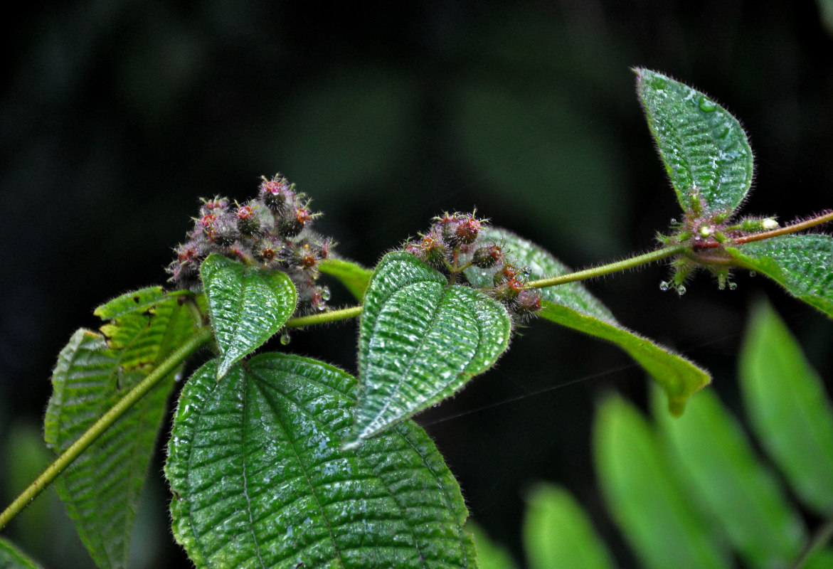 Image of Miconia crenata specimen.