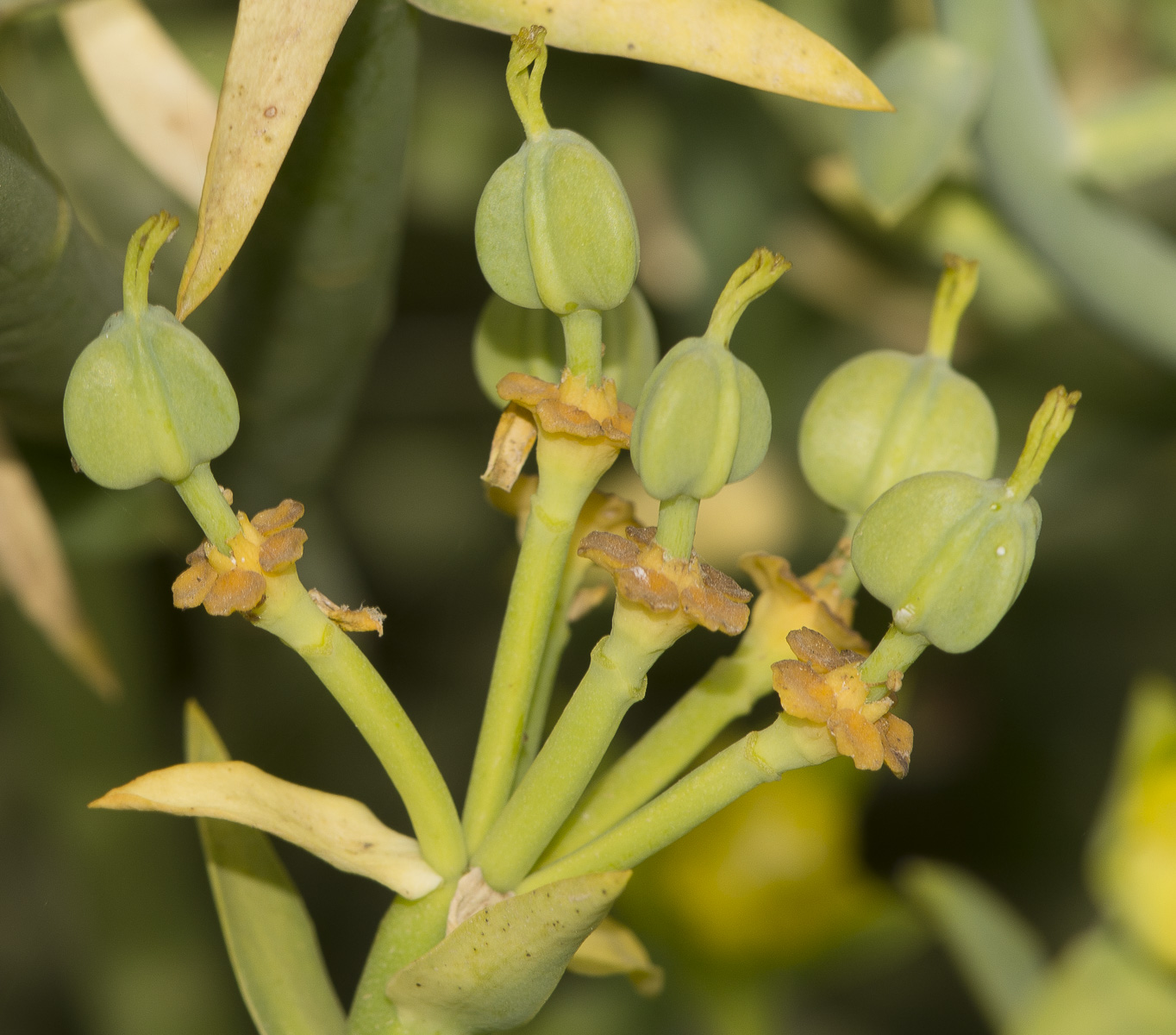 Image of Euphorbia mauritanica specimen.