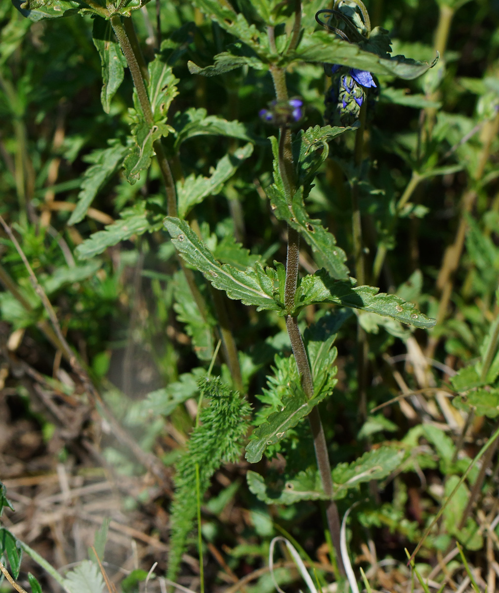 Image of Veronica krylovii specimen.