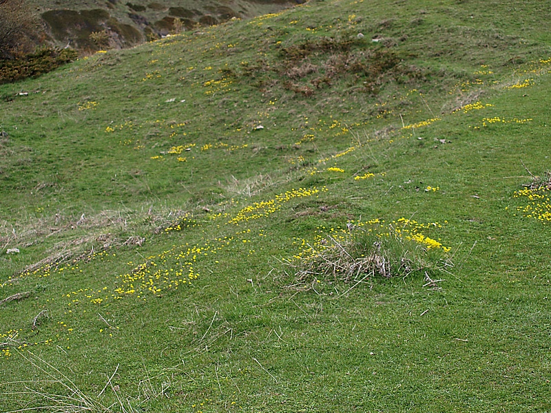 Image of Draba sibirica specimen.