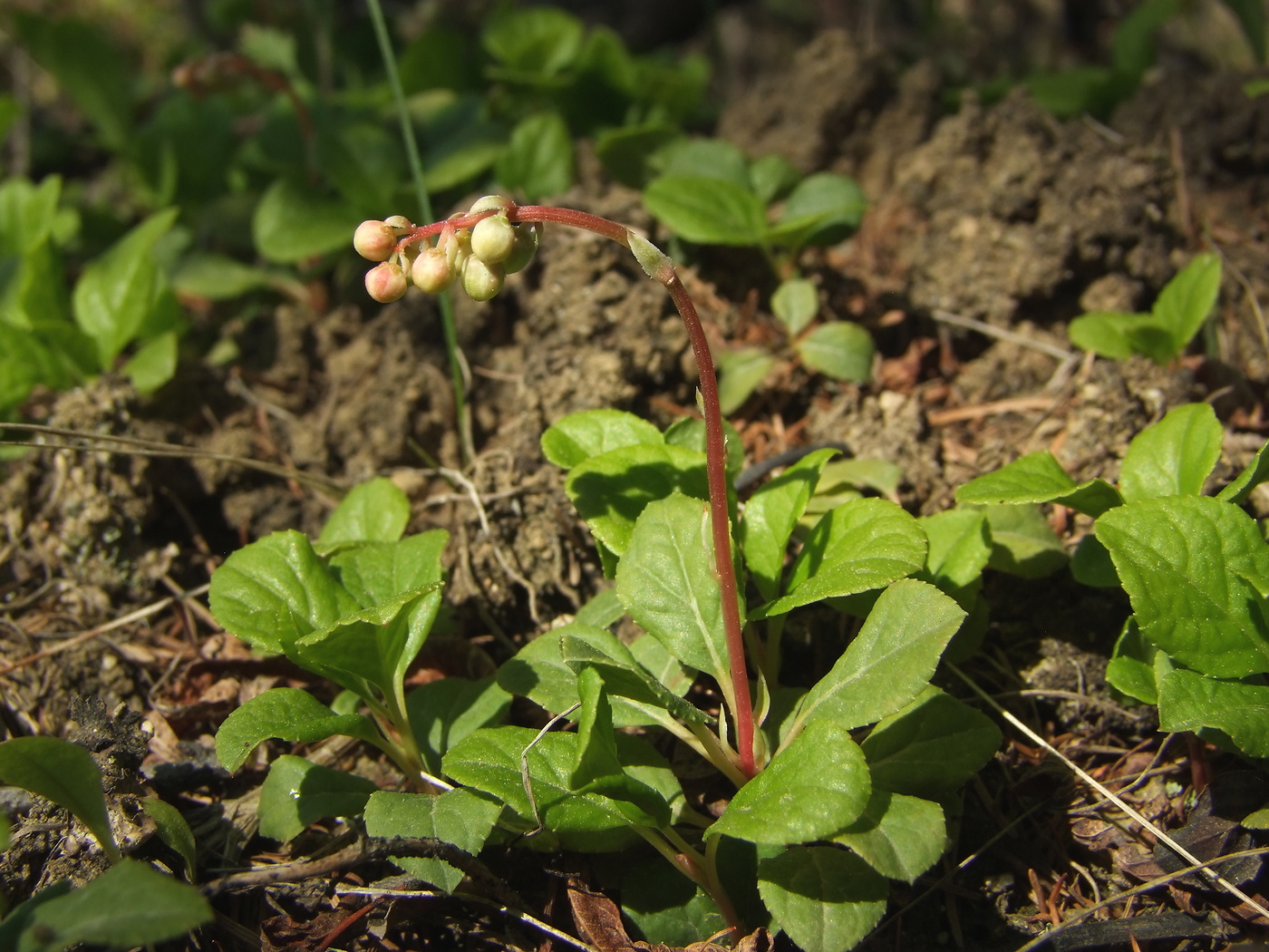 Изображение особи Orthilia obtusata.