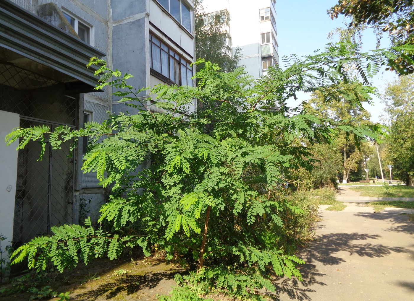 Изображение особи Robinia pseudoacacia.