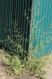 Atriplex oblongifolia