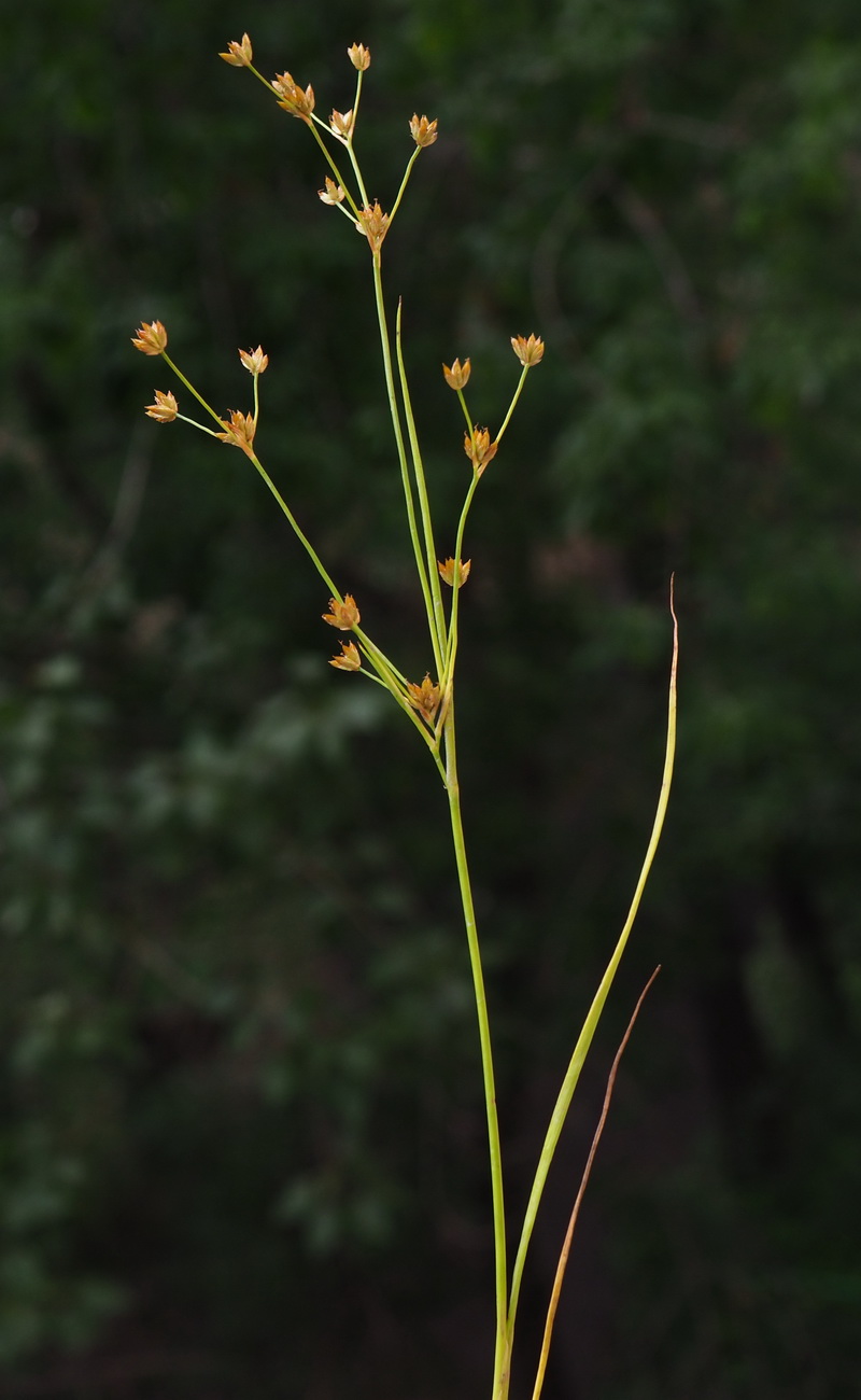 Image of Juncus leschenaultii specimen.