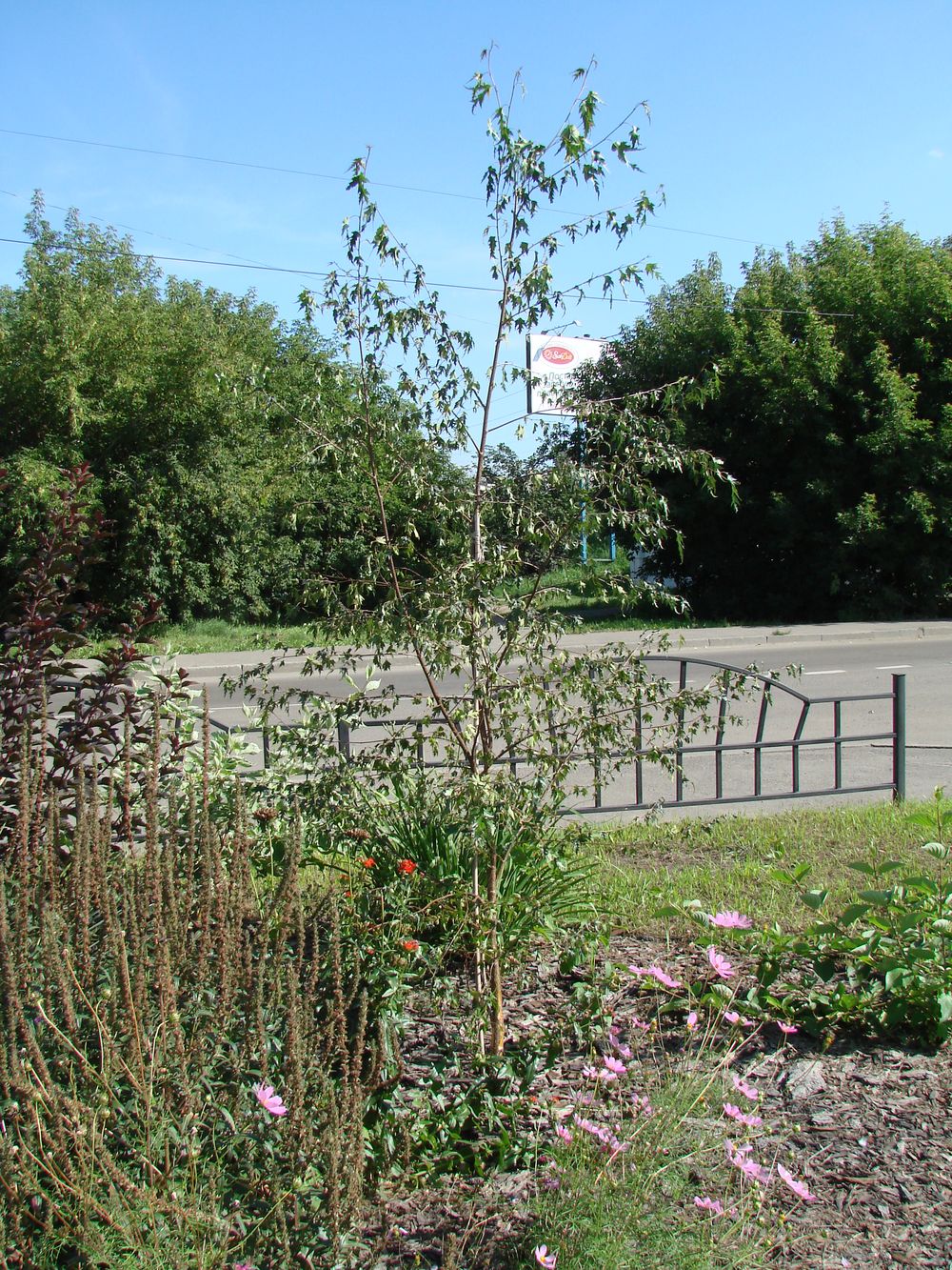 Image of Betula pendula f. dalecarlica specimen.