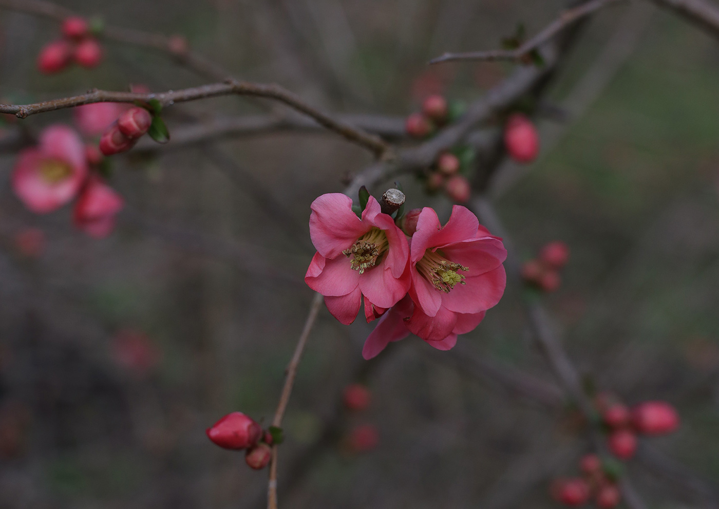 Image of genus Chaenomeles specimen.