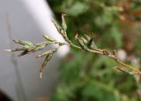 Смотреть изображение Lactuca serriola