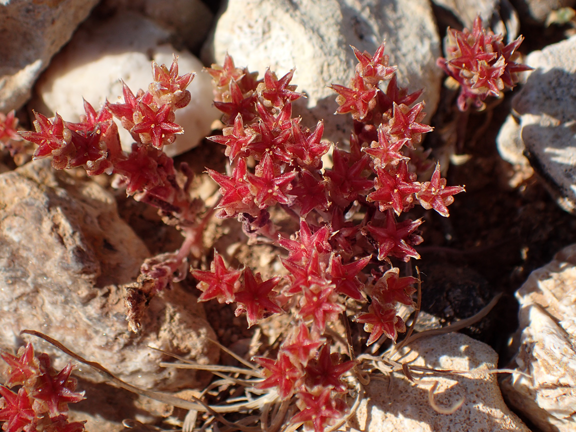 Изображение особи Sedum litoreum.