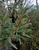 Nerium oleander. Верхушка ветви с плодом. Турция, Чиралы, в культуре. 02.01.2019.
