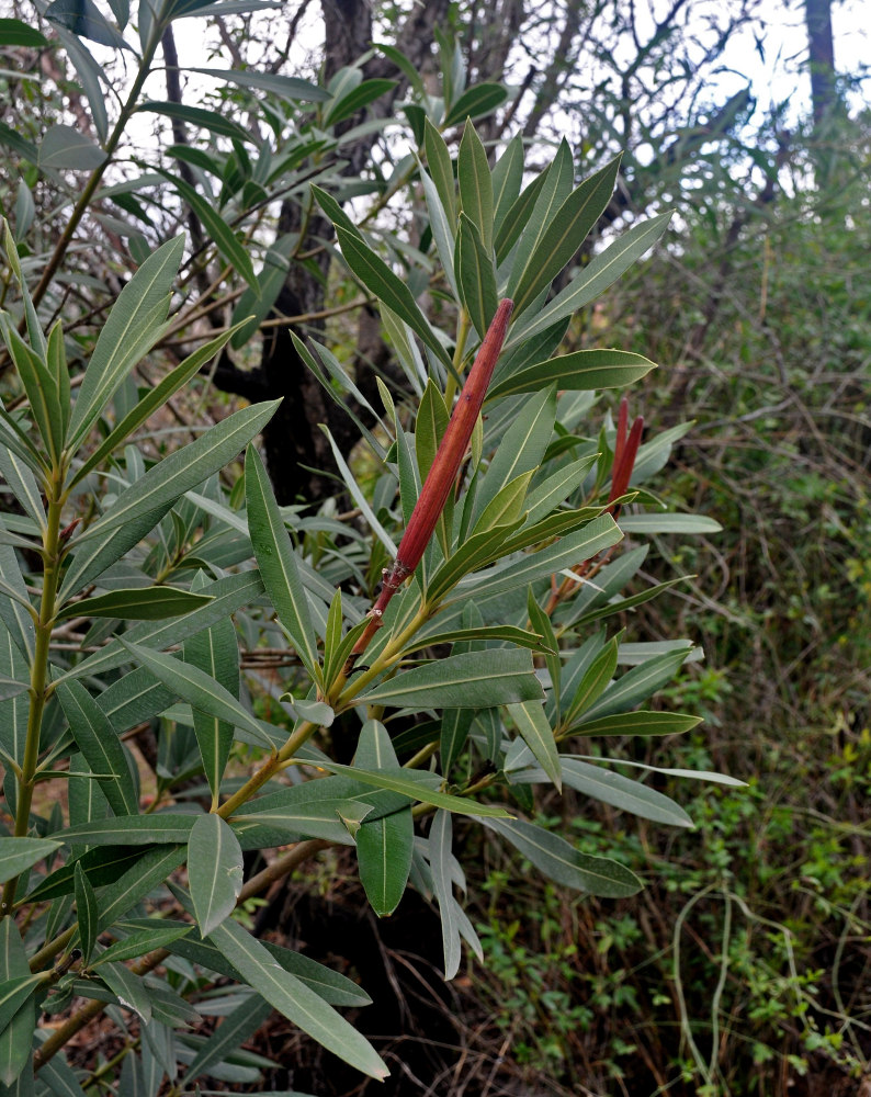 Image of Nerium oleander specimen.