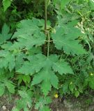 Heracleum sibiricum. Стеблевой лист. Архангельская обл., Вельский р-н, окр. пос. Усть-Шоноша, обочина дороги. 05.07.2010.