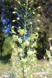 View full-size image Eremurus suworowii