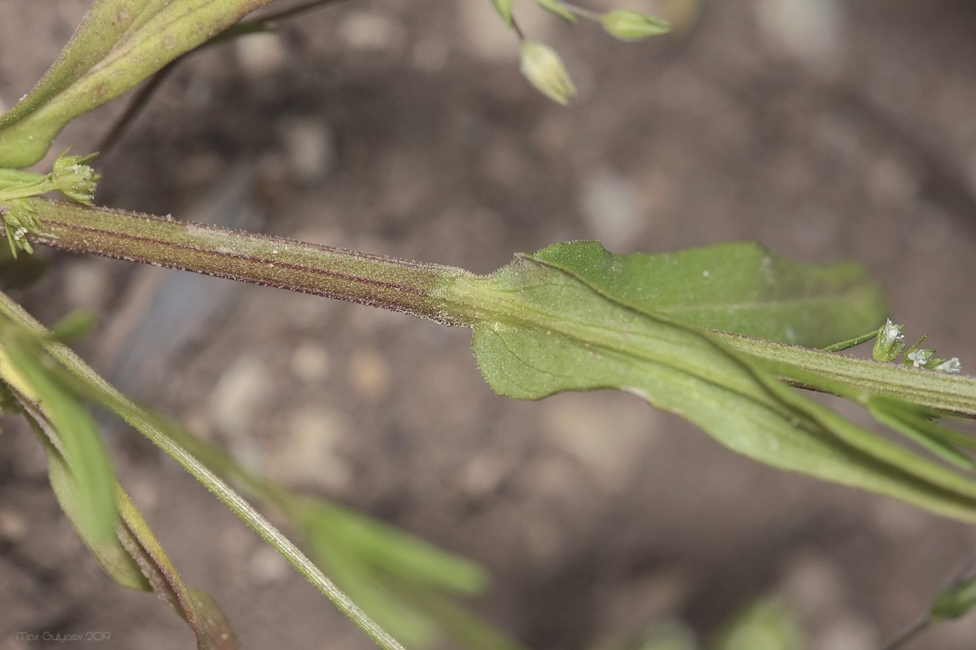 Image of Valerianella dentata specimen.