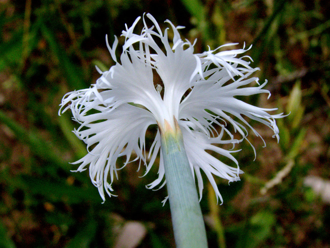 Image of Dianthus hoeltzeri specimen.