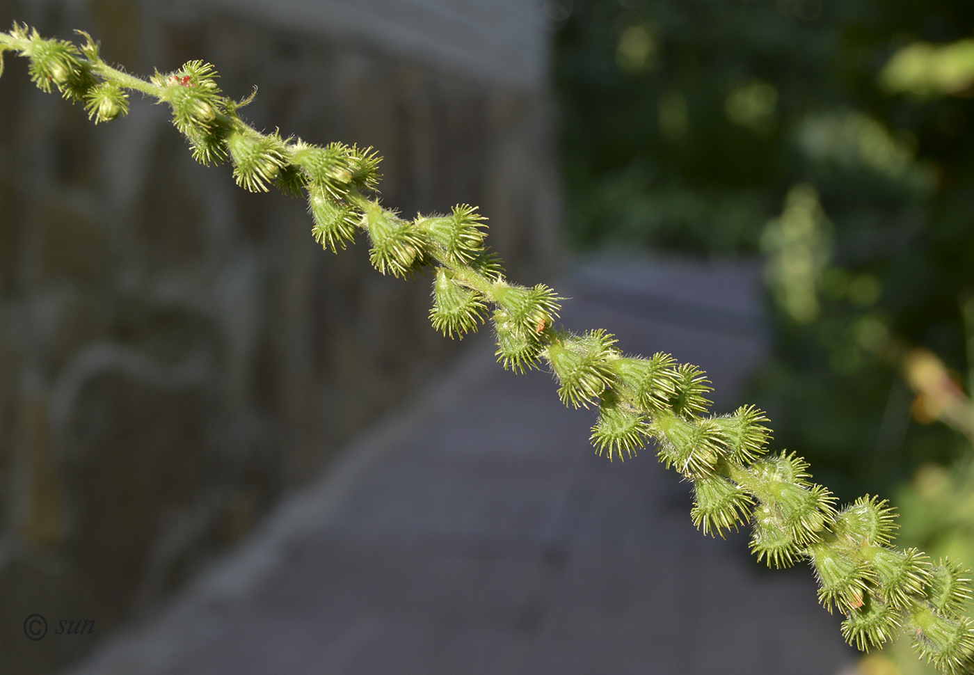 Image of Agrimonia eupatoria specimen.