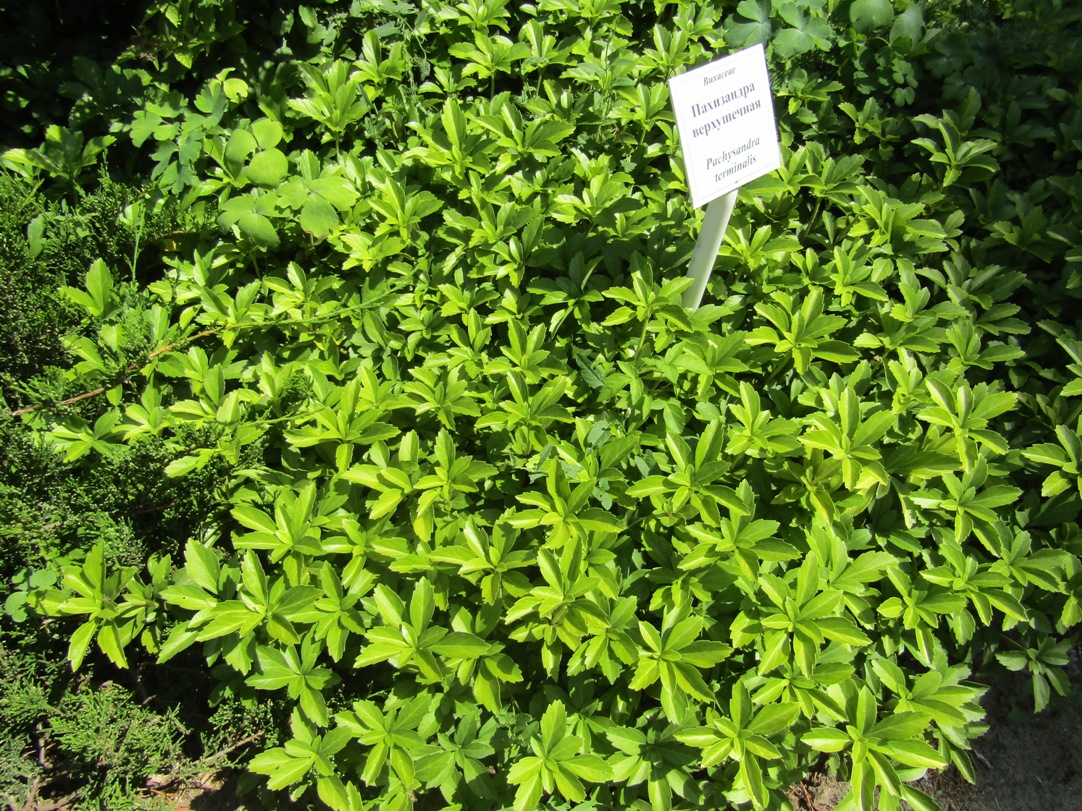 Image of Pachysandra terminalis specimen.