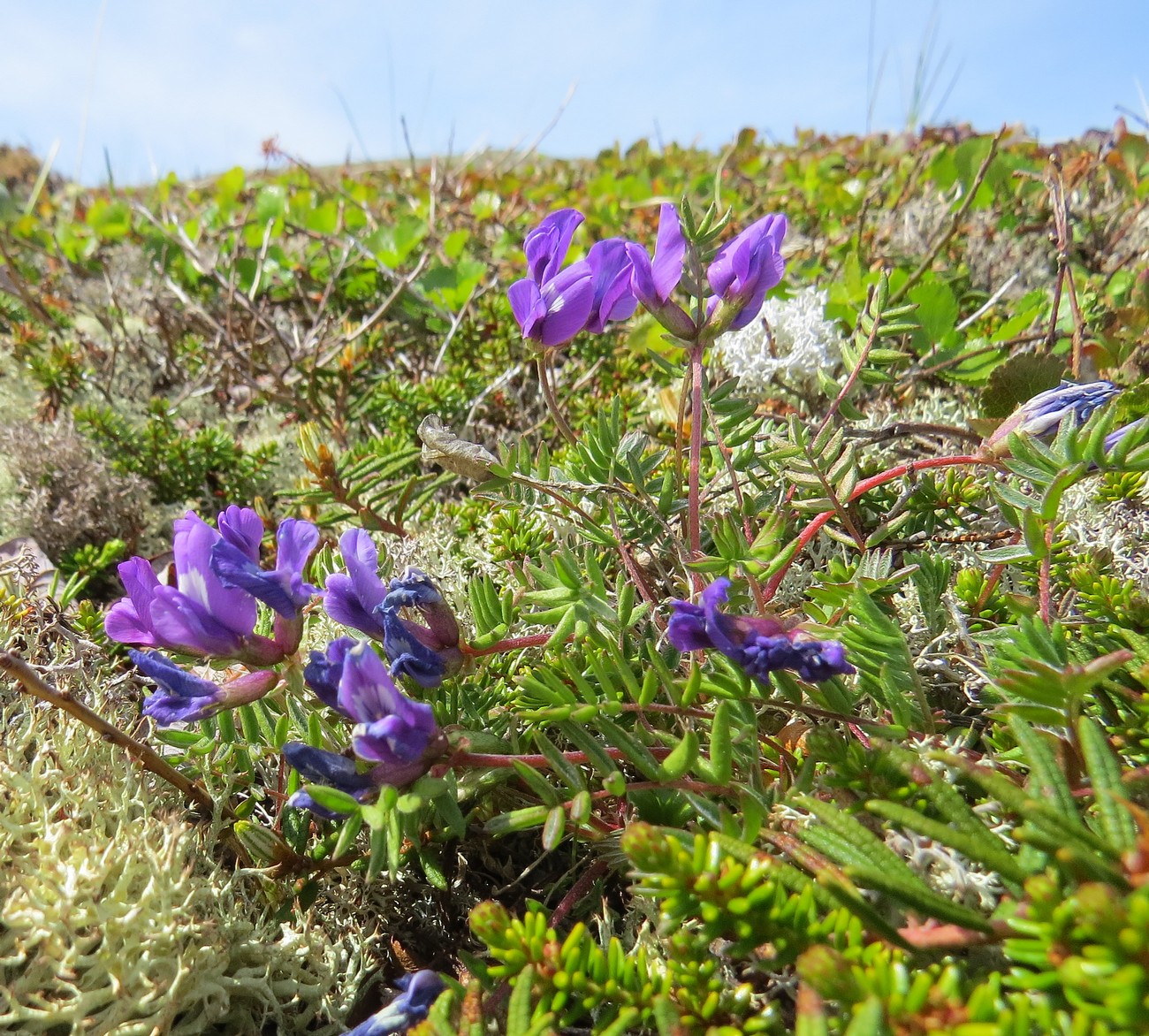 Image of Oxytropis revoluta specimen.