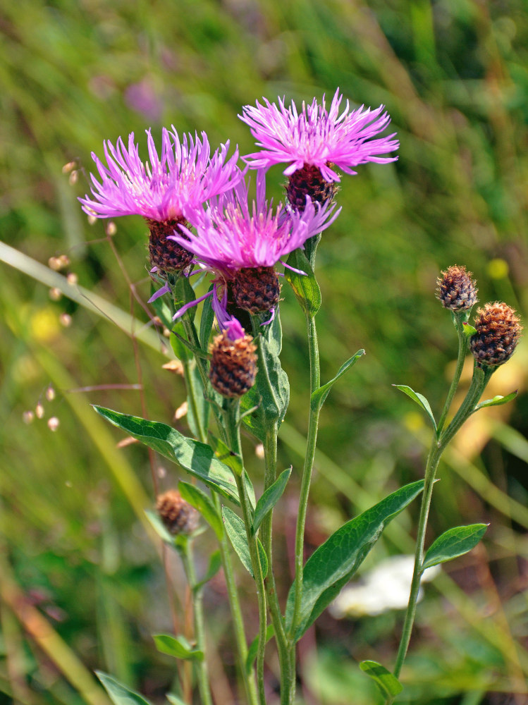 Image of genus Centaurea specimen.