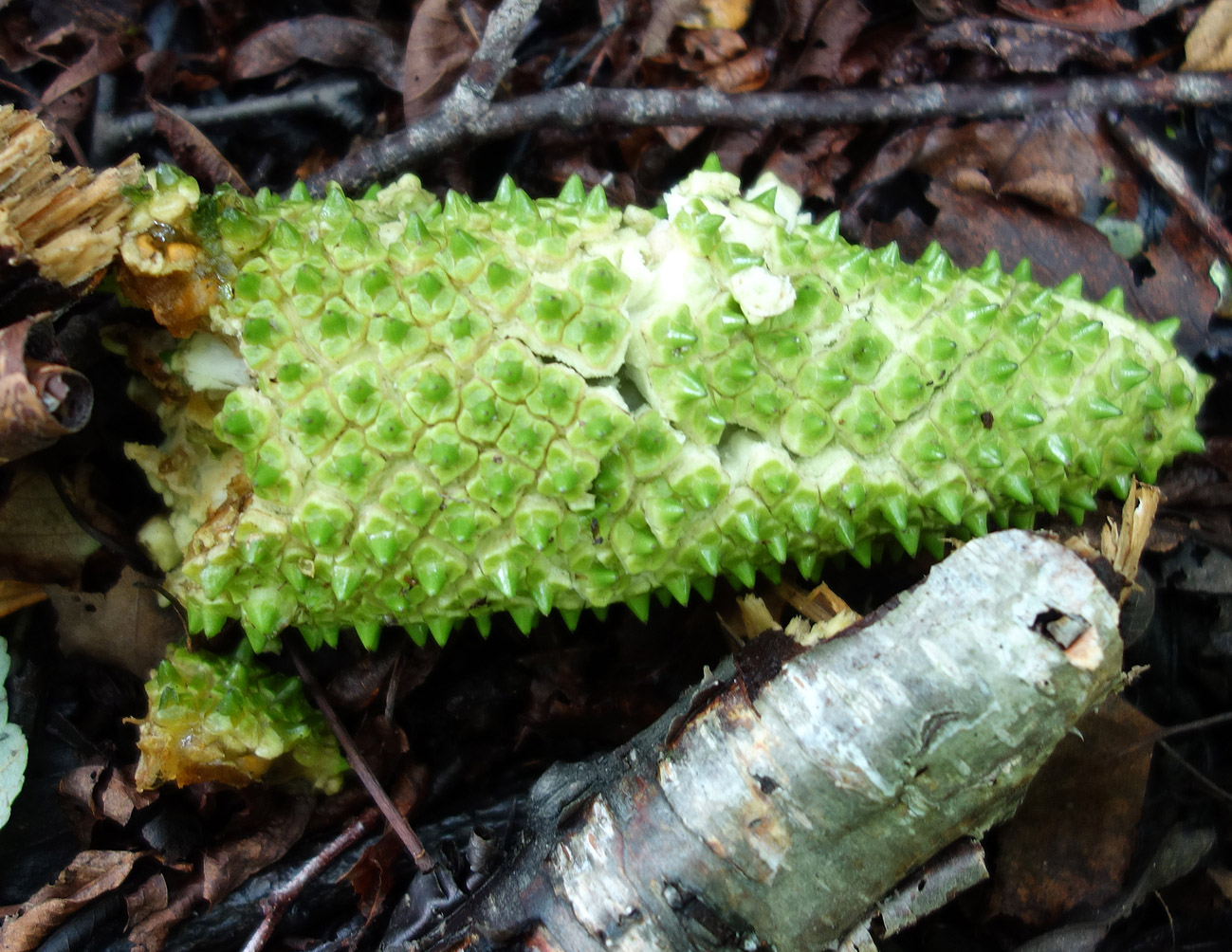 Image of Lysichiton camtschatcensis specimen.