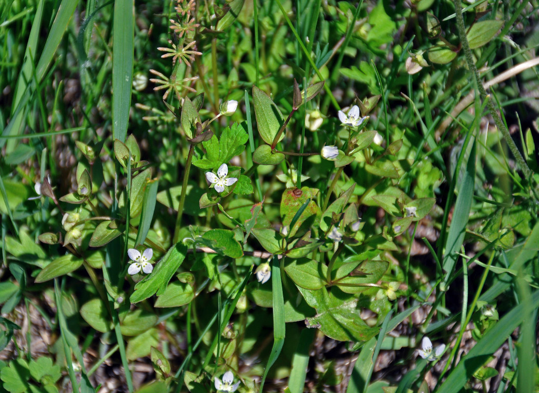 Изображение особи Anagallidium dichotomum.