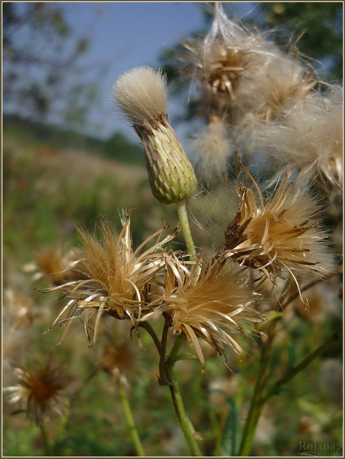 Изображение особи Cirsium setosum.