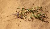 Plantago sarcophylla. Выкопанное растение. Израиль, у южной окраины Ашдода, пески. 10.03.2020.
