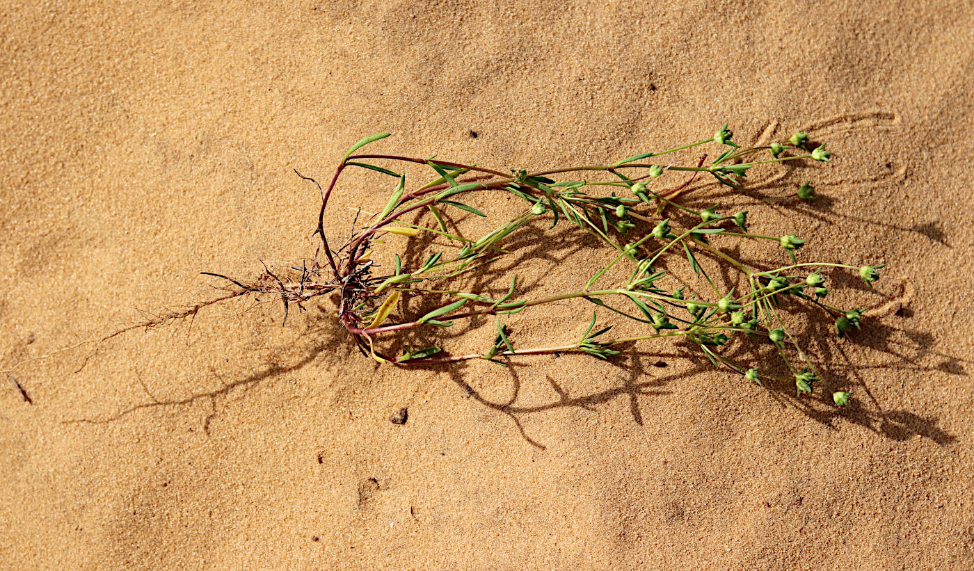 Image of Plantago sarcophylla specimen.