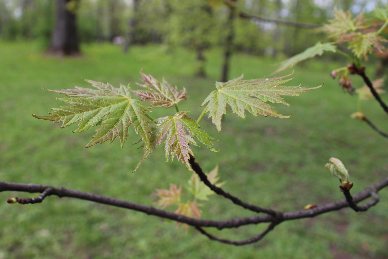 Image of Acer saccharinum specimen.