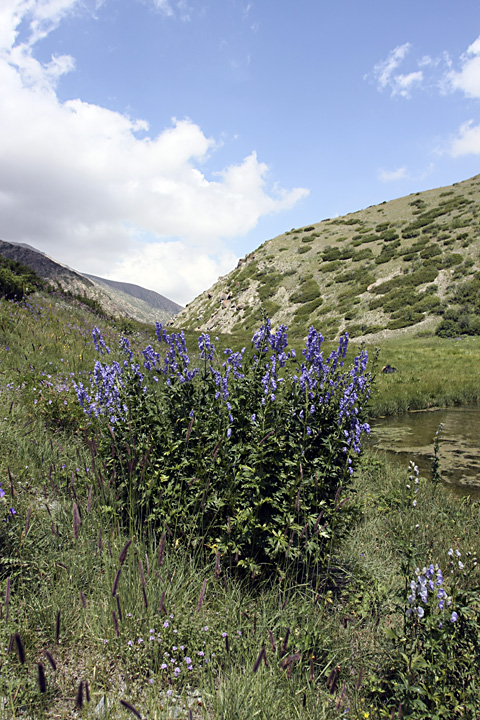 Изображение особи Aconitum talassicum.