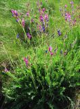 Oxytropis songarica