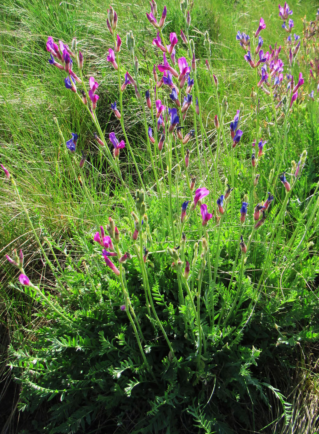 Image of Oxytropis songarica specimen.