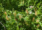 Salix hastata. Ветви плодоносящего растения. Мурманская обл., Кольский р-н, левый берег р. Лавна, пойменный разнотравный березняк, у тропы. 08.07.2020.