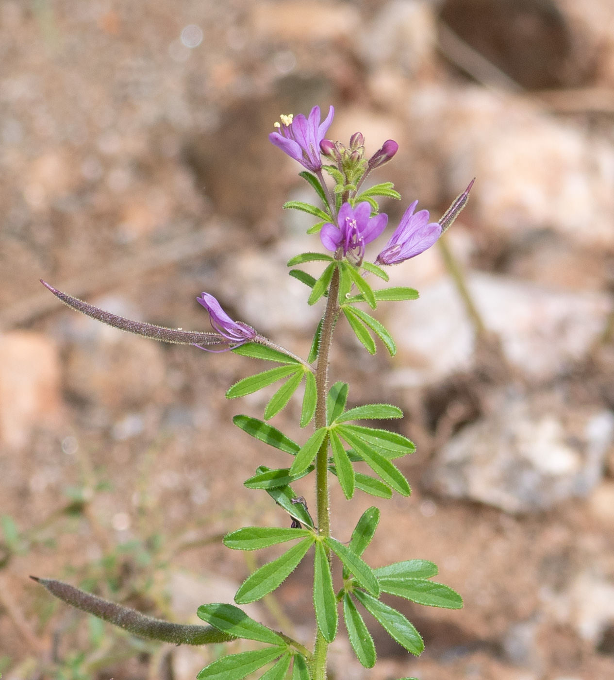 Изображение особи Cleome rubella.