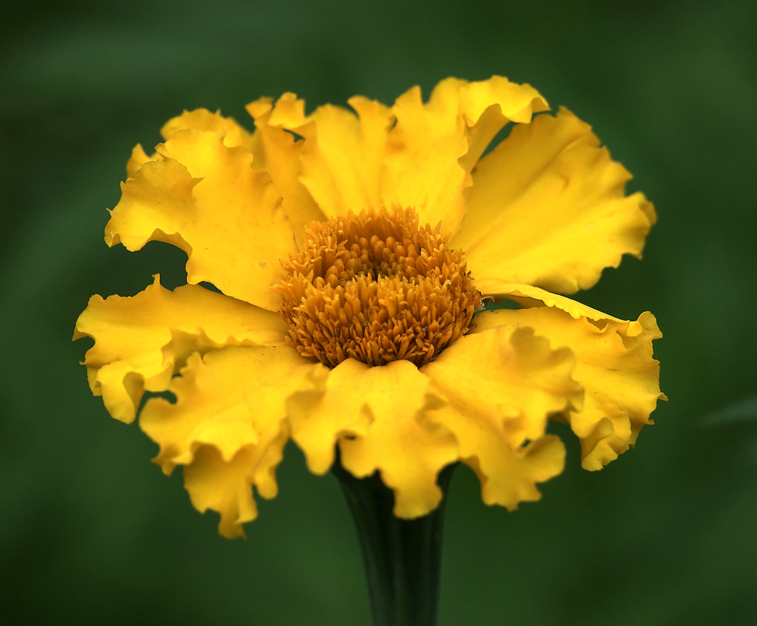 Image of Tagetes erecta specimen.