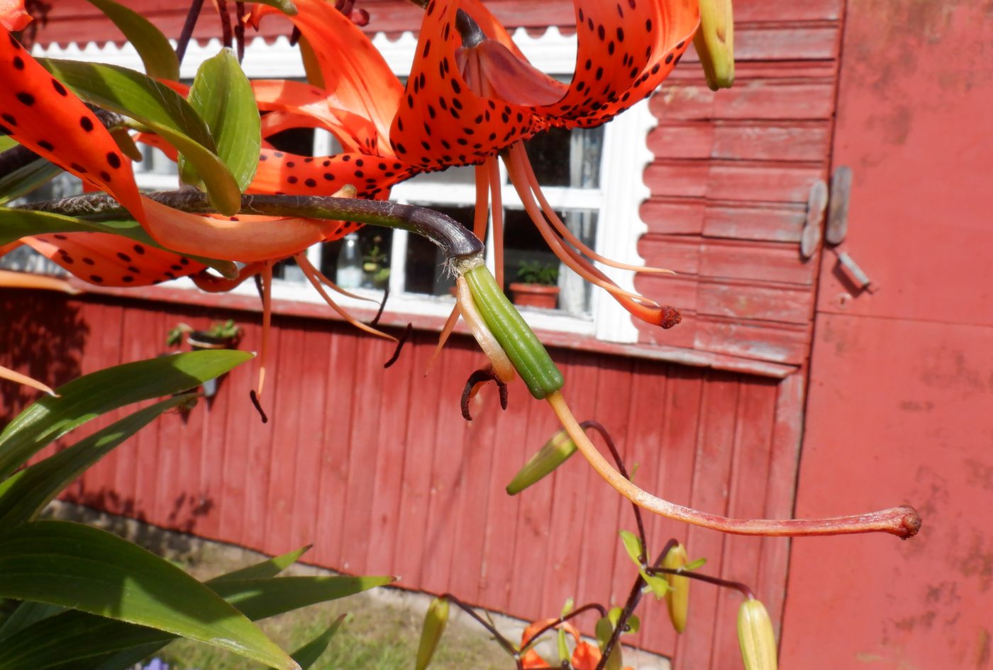 Image of Lilium lancifolium specimen.