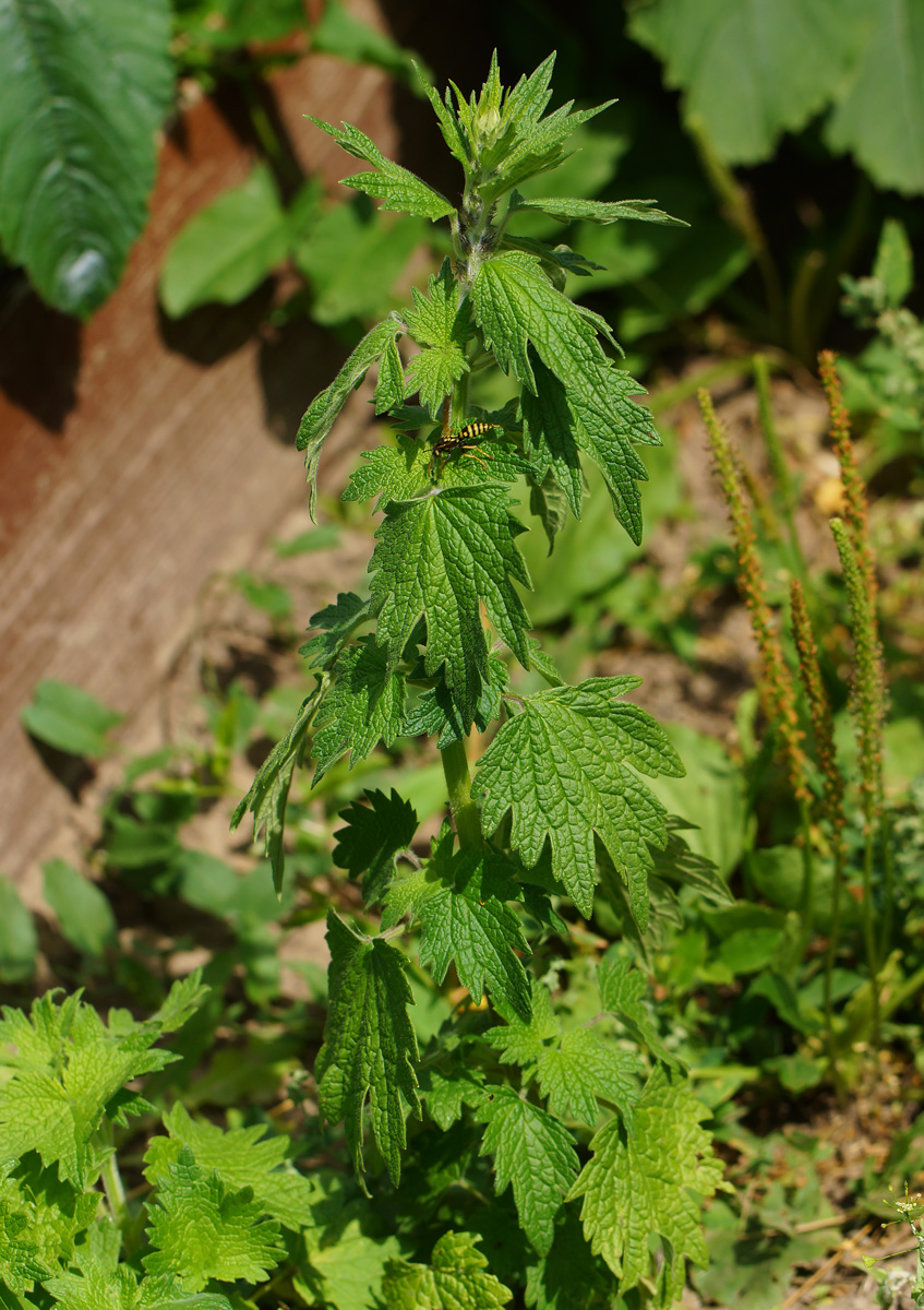 Изображение особи Leonurus quinquelobatus.