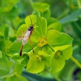 Euphorbia lucorum. Соцветие с кормящимся наездником. Приморский край, Партизанский р-н, окр. с. Хмельницкое, урочище Щёки, берег р. Тигровая. 18.05.2014.