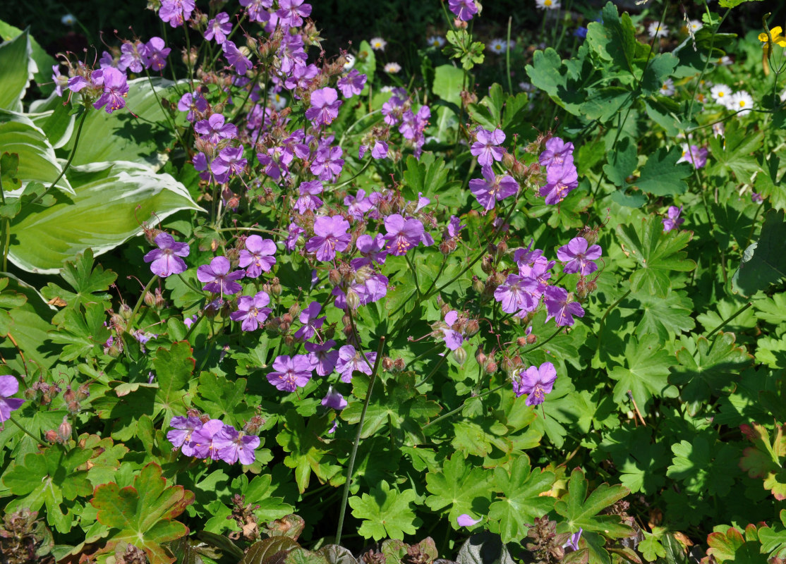 Image of Geranium macrorrhizum specimen.