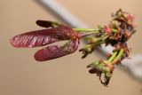 Acer × freemanii. Развивающееся соплодие ('Autumn Blaze'). Испания, автономное сообщество Каталония, провинция Жирона, комарка Баш-Эмпорда, муниципалитет Палафружель, ботанический сад \"Кап-Роч\". 27.03.2021.