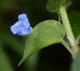 Commelina tuberosa. Присоцветный лист и соцветие. Перу, регион Куско, провинция Урубамба, обочина тропы вдоль железнодорожного полотна. 19.10.2020.