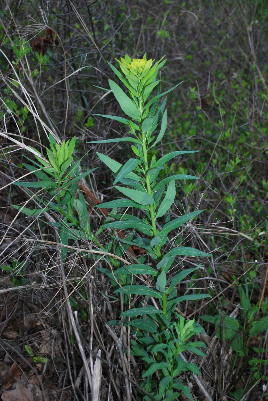 Image of genus Euphorbia specimen.