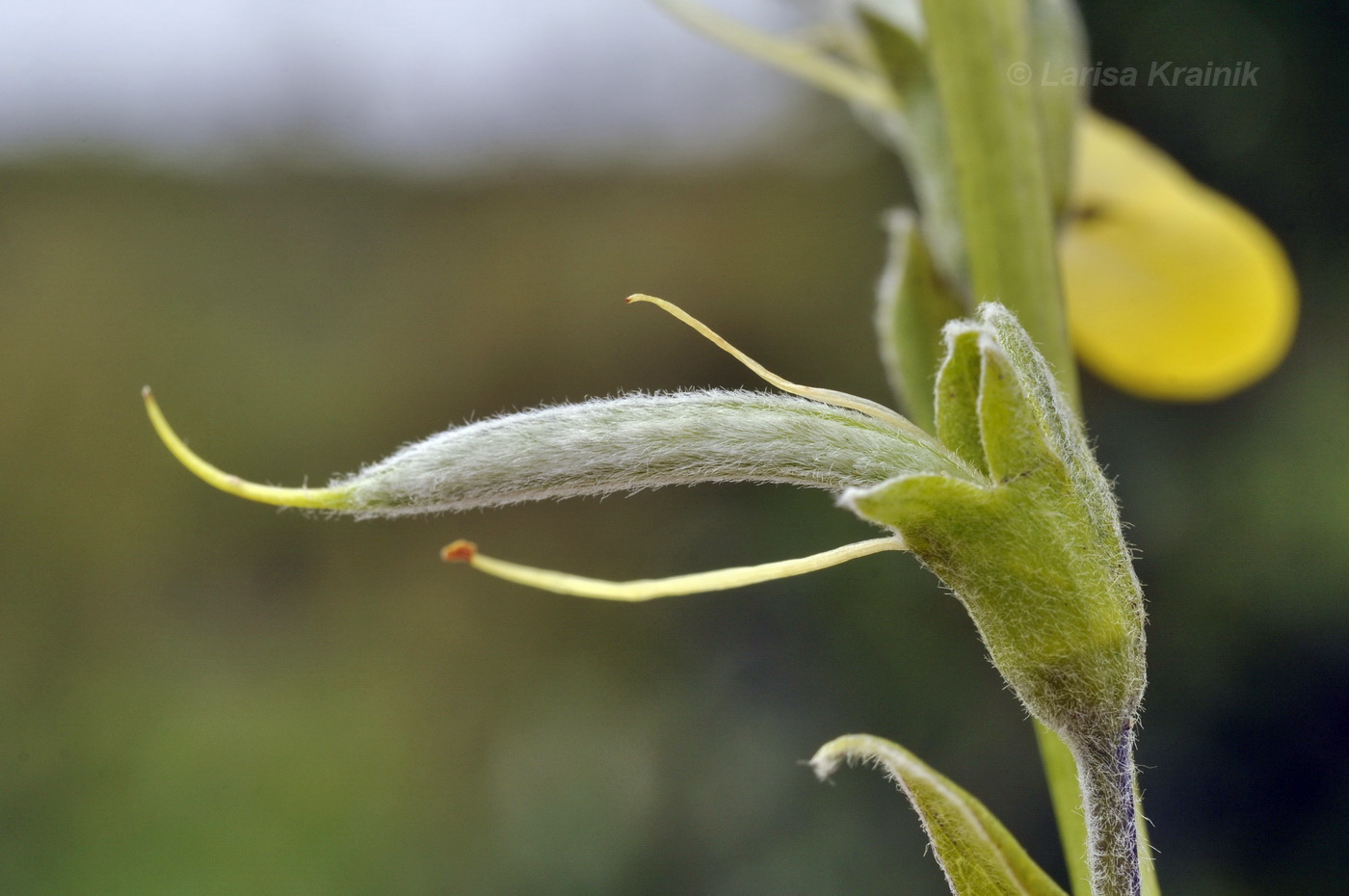 Image of Thermopsis lupinoides specimen.