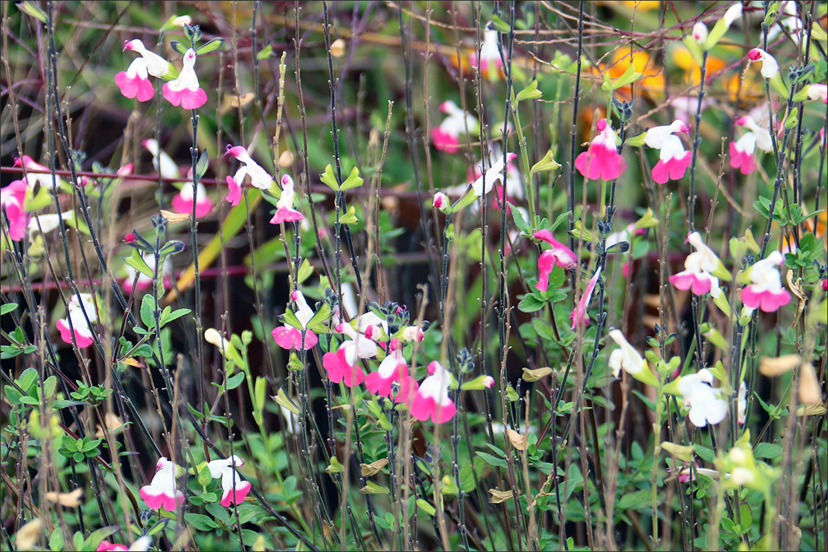 Image of Salvia microphylla specimen.